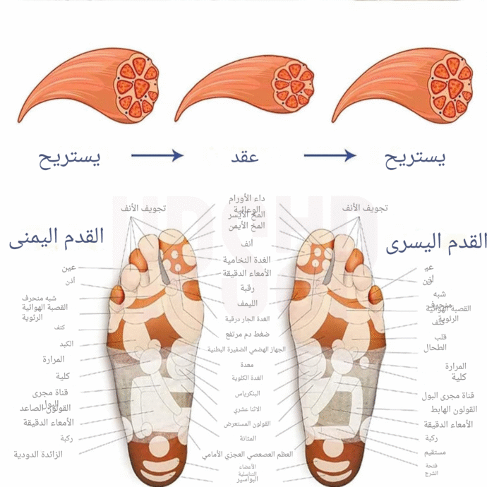 ⁦جهاز مساج القدم الاصلي⁩ - الصورة ⁦6⁩